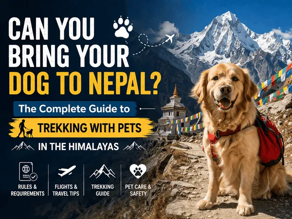 how to bring dogs with me